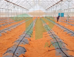 nên lựa chọn mô hình phun sương hay tưới nhỏ giọt cho cây trồng