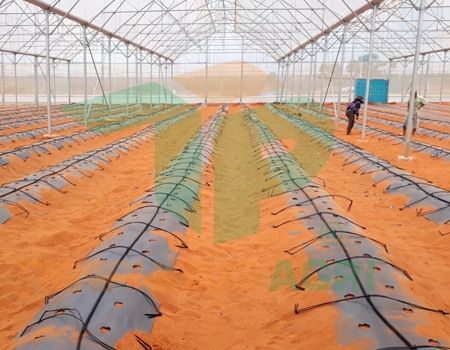 nên lựa chọn mô hình phun sương hay tưới nhỏ giọt cho cây trồng