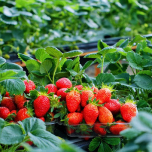 hình ảnh thực tế nhà kính chồng dâu tây