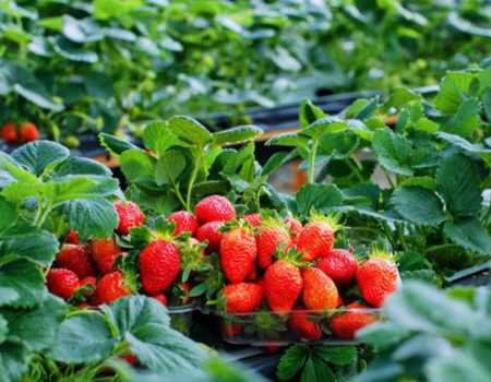 hình ảnh thực tế nhà kính chồng dâu tây