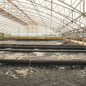 Toàn cảnh nhà kính nuôi tôm