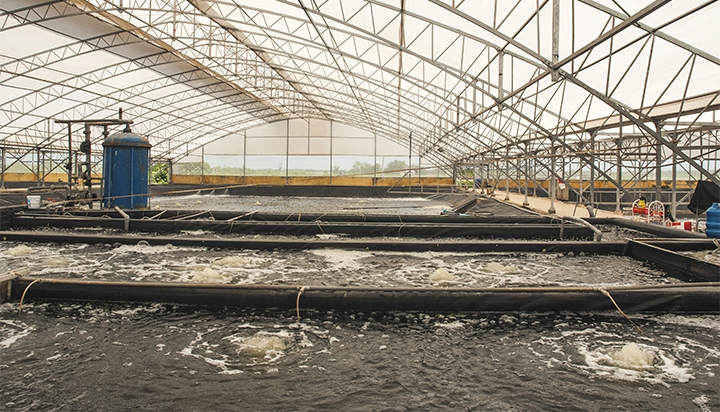 Toàn cảnh nhà kính nuôi tôm