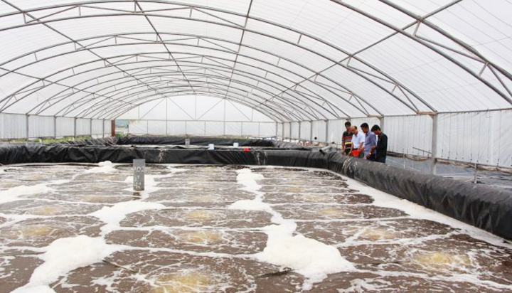 Mô hình nhà kính nuôi tôm