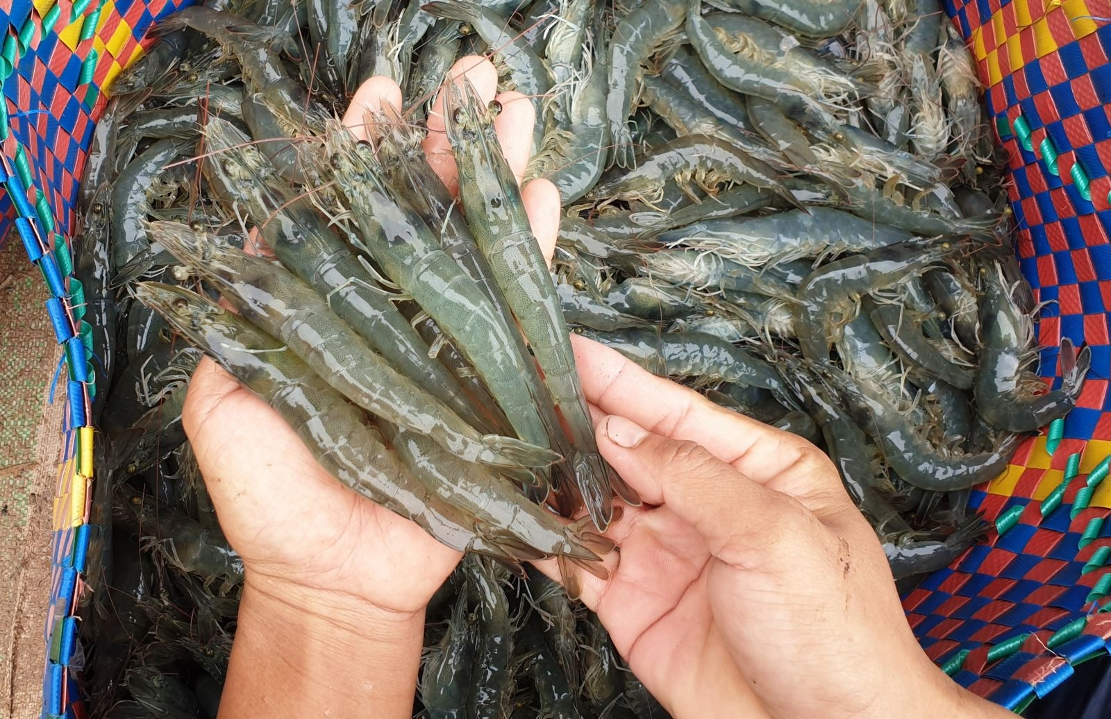 Nhà kính nuôi tôm