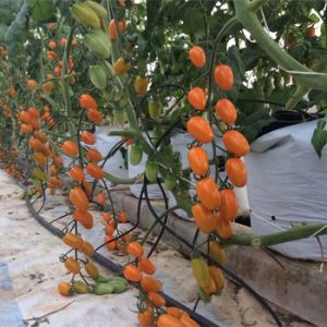 mô tả nhà kính chồng cà chua bi