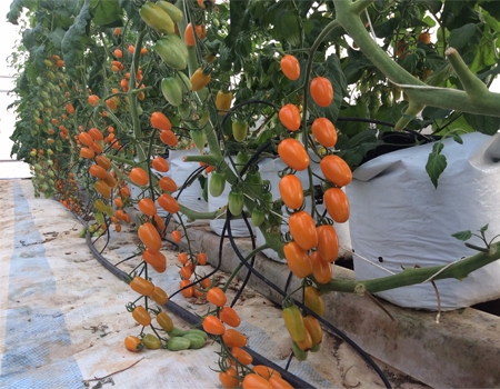 mô tả nhà kính chồng cà chua bi