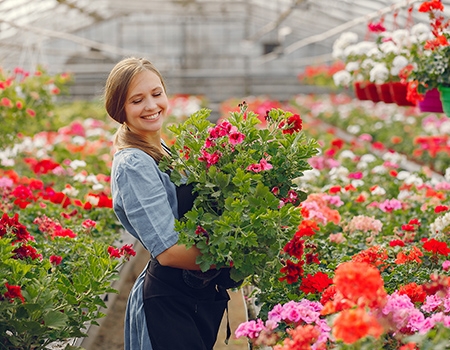 nhà kính trồng hoa mô tả