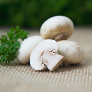 mô tả nhà kính trồng nấm