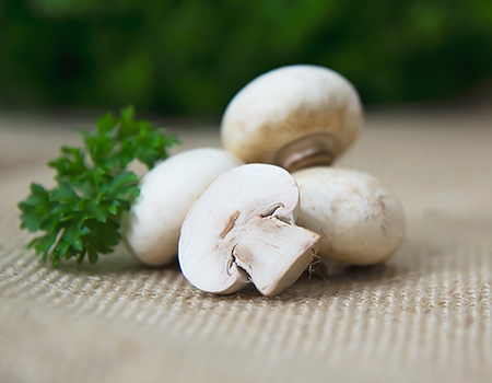 mô tả nhà kính trồng nấm