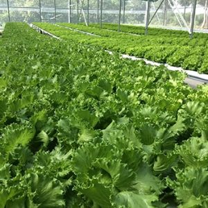 mô tả rau trên đồng nhà kính trồng rau
