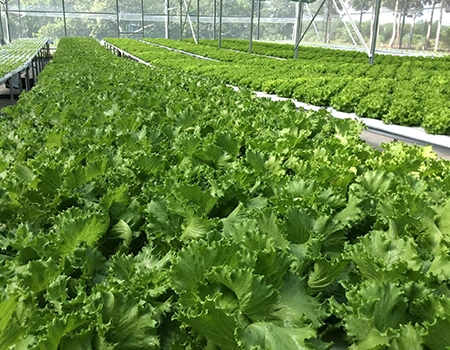 mô tả rau trên đồng nhà kính trồng rau