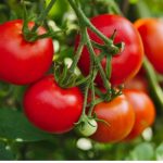 trồng cà chua trong nhà kính