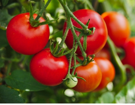 trồng cà chua trong nhà kính