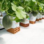 tư vấn thiết kế nhà kính trồng dưa lưới