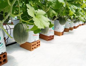 tư vấn thiết kế nhà kính trồng dưa lưới