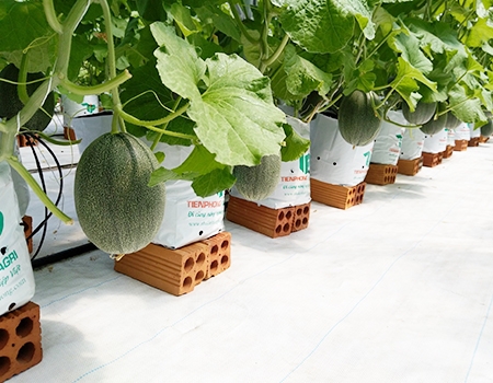 tư vấn thiết kế nhà kính trồng dưa lưới