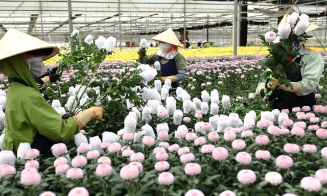 hình ảnh nhà kính chồng hoa cúc trong nhà