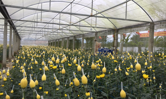 nhà kính chồng hoa ly trong nhà