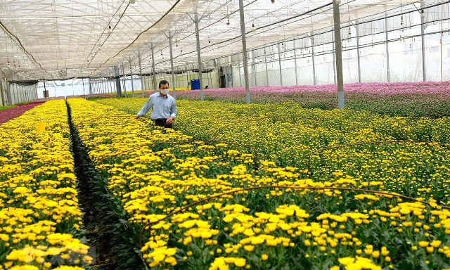 mô tả nhà kính chồng hoa cúc 