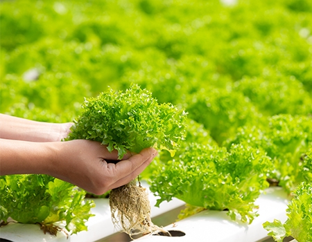 mô tả nhà kính trồng rau thuỷ canh