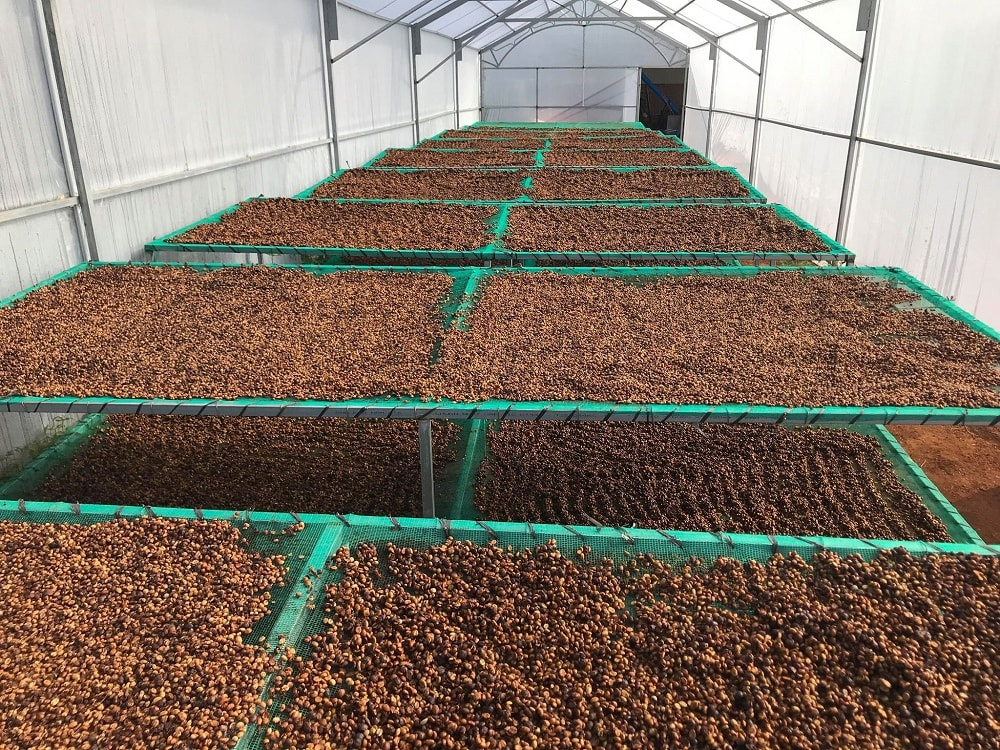 hình ảnh nhà kính sấy