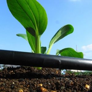 hình ảnh đường ống tưới nhỏ giọt streamlie