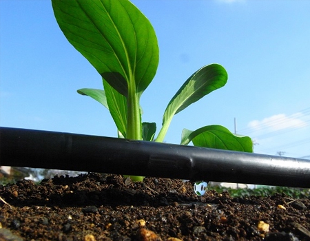 duong-ong-tuoi-nho-giot-streamline hình ảnh đường ống tưới nhỏ giọt streamlie