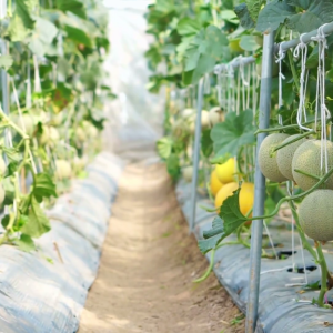 mô tả nhà kính trồng dưa lưới