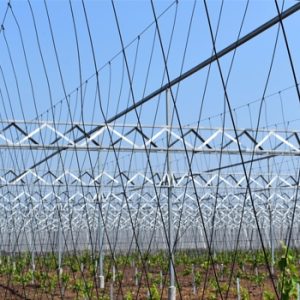 chi tiết nhà kính trồng nho lấy lá