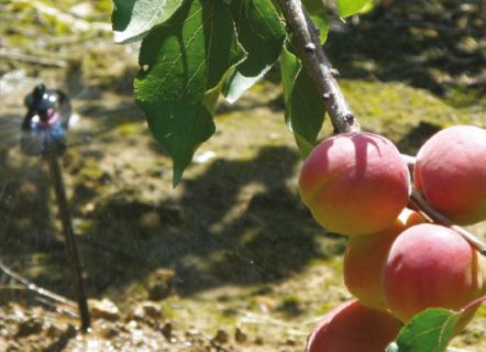 hình ảnh thực tế vòi tưới phung gyronet
